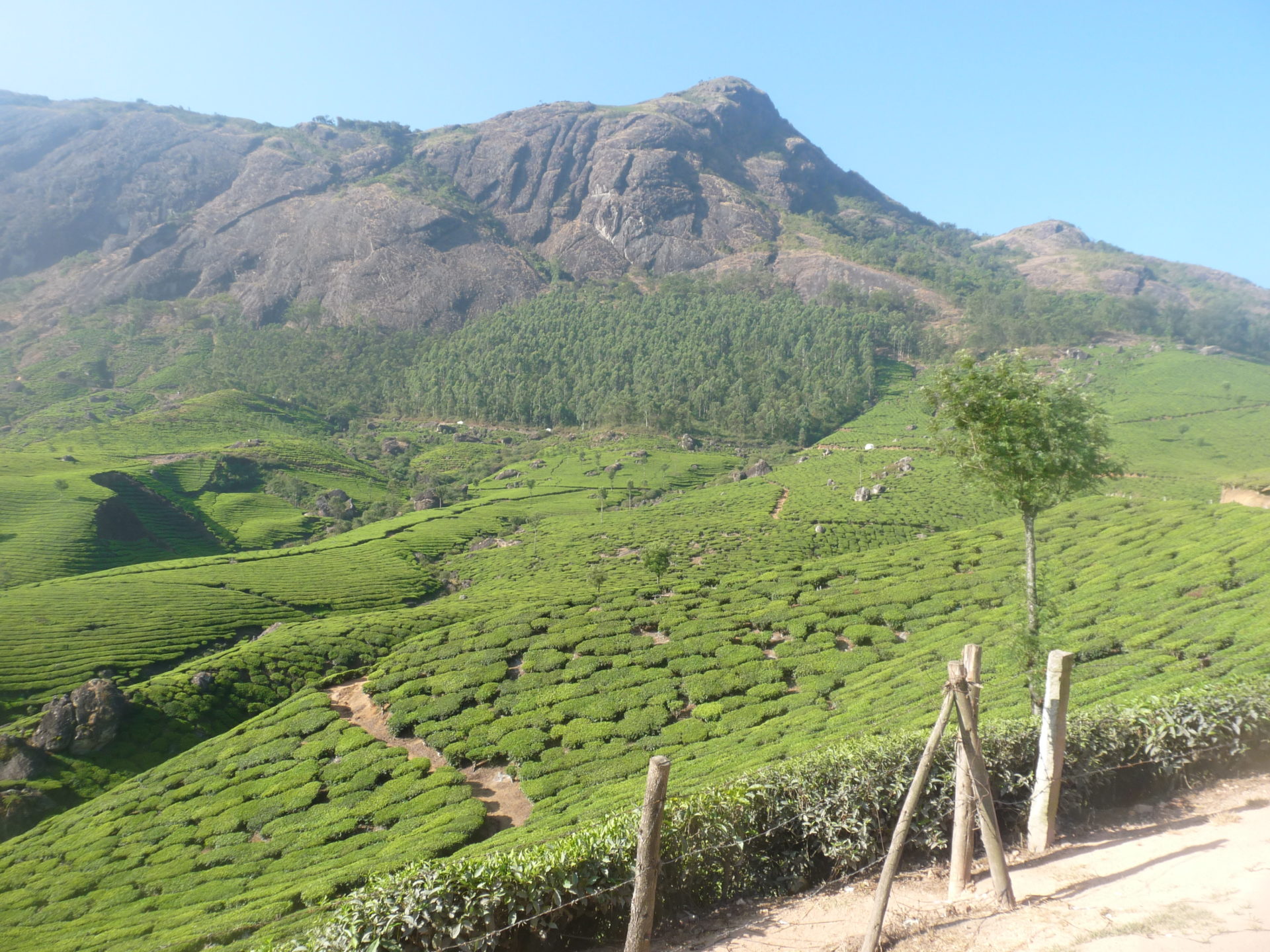 durch die Teeplantagen nahe Munnars