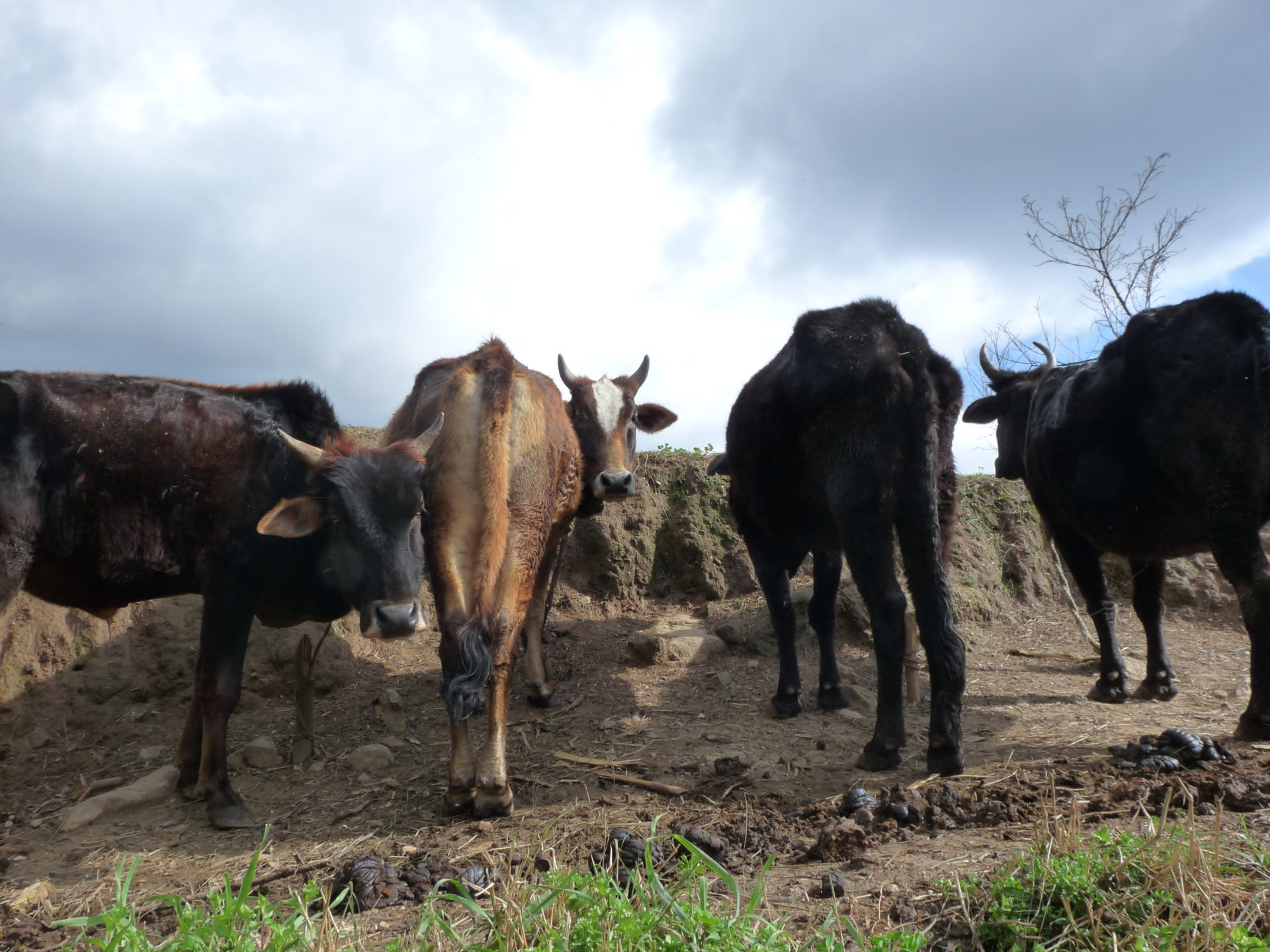 im Dorf Kanol gibt es Kühe soviel wie menschen