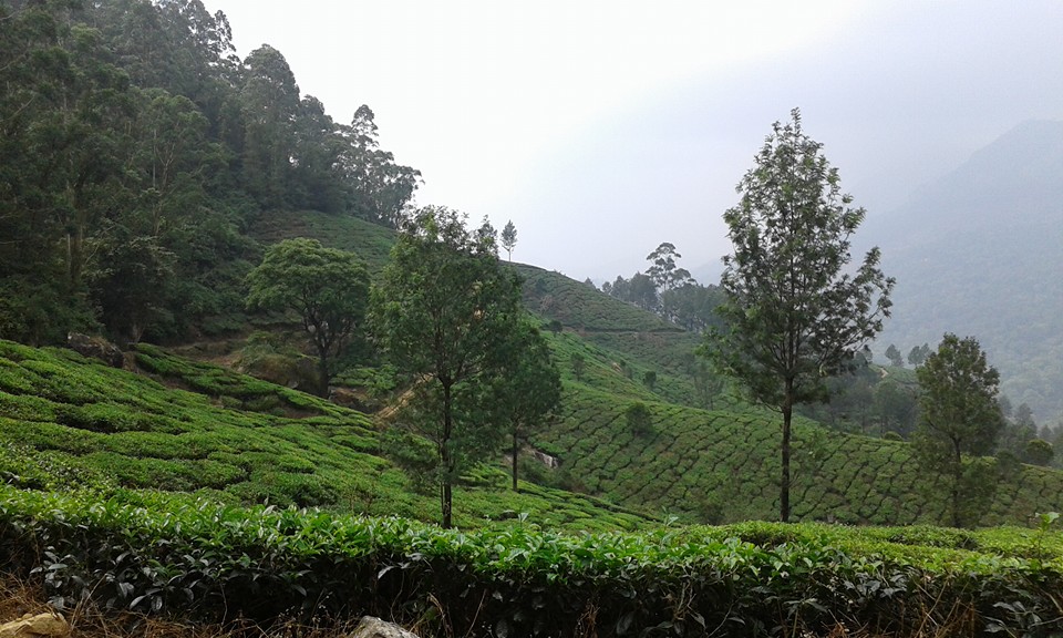 Teeplantagen in Munnar